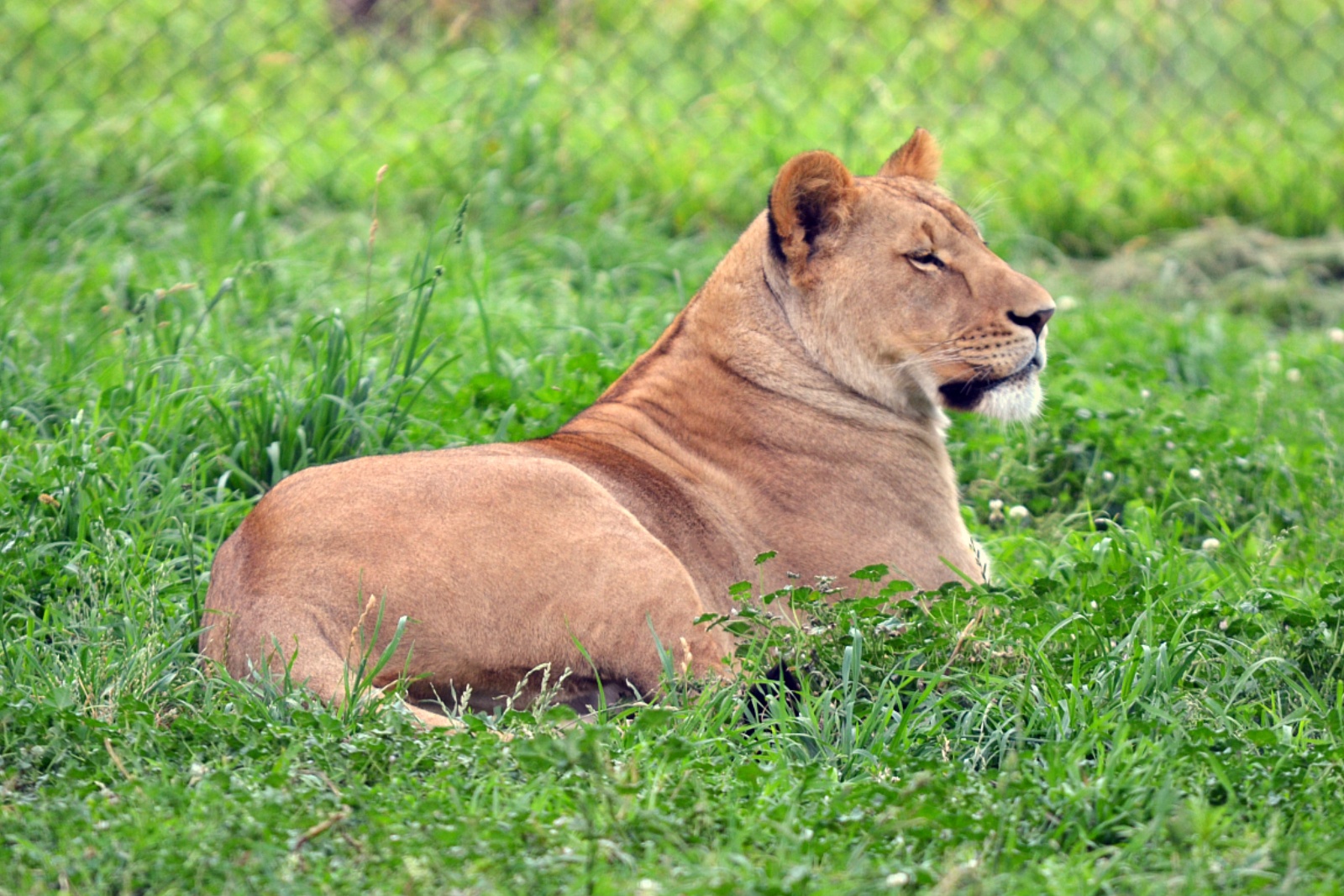 Lioness 57